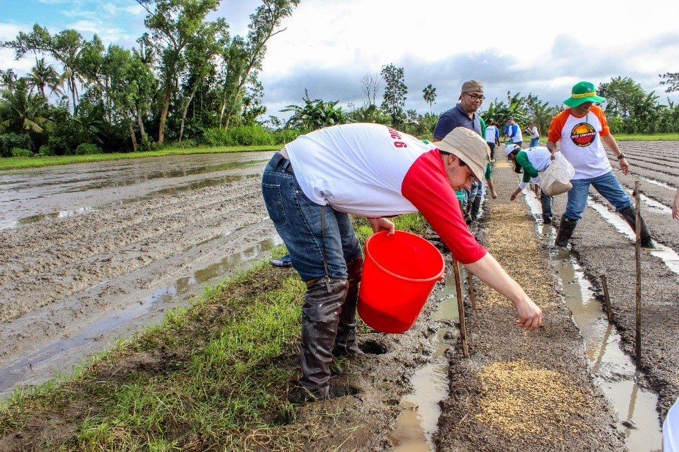 Roamn seeding rice Roamn seeding rice