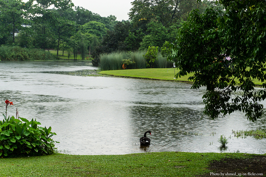 Botanic Gardens Swans