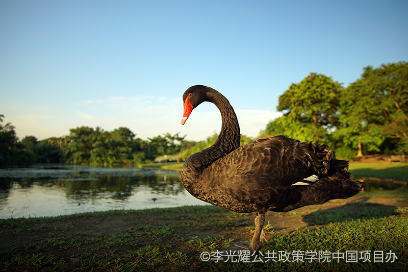 black-swan-at-botanic-garden